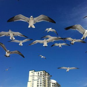 Meet your Posher, Marcy